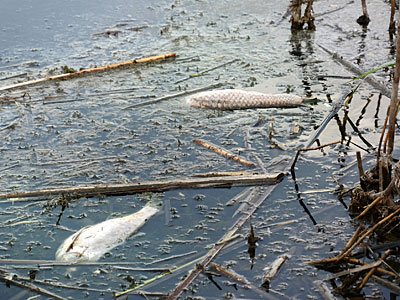 Zwei tote Fische schwimmen in einer verunreinigten Wasserfläche, umgeben von Ästen und Algen.